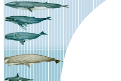 12 Balene a confronto, acrilico su carta, Istituto Enciclopedia Italiana, Treccani