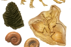 18 Fossili, acrilico su carta, editori vari