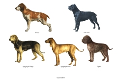 23 Razze canine italiane, acrilico su carta, Editore De Agostini