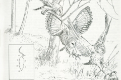 30 Barbagianni in caccia, disegno al tratto, Vocabolario Treccani