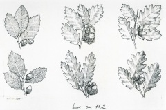 38 quercia, disegno al tratto, Vocabolario Treccani copia