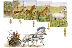 17 evoluzione cavallo, acquerello su carta, Loescher editore